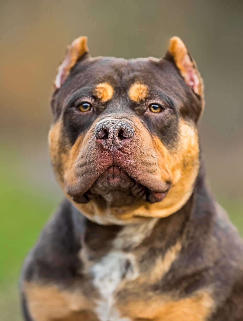 american bully