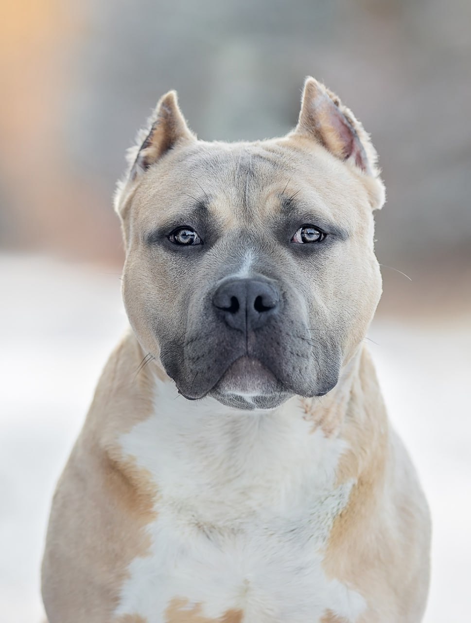 american bully