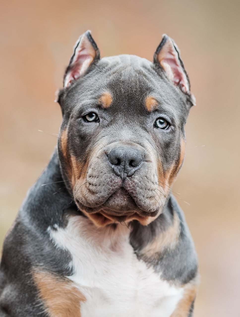 american bully