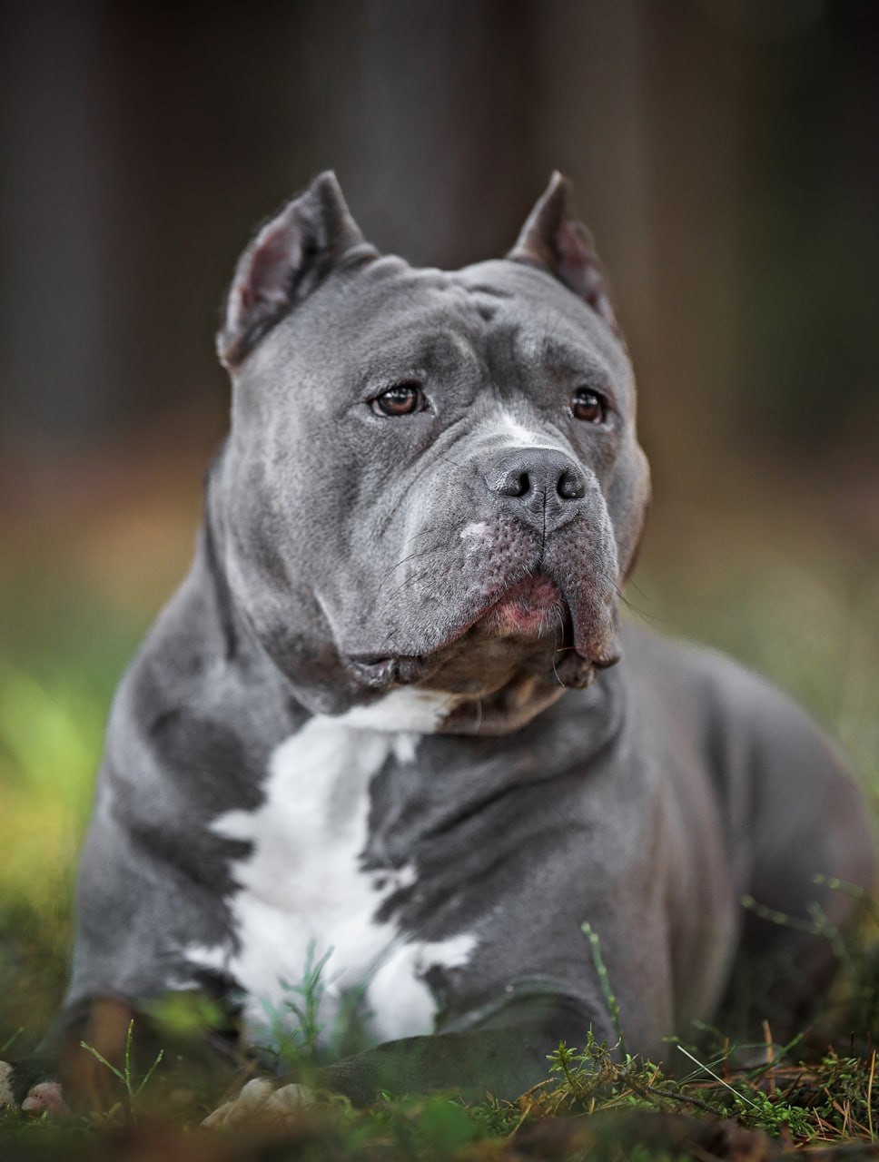 american bully