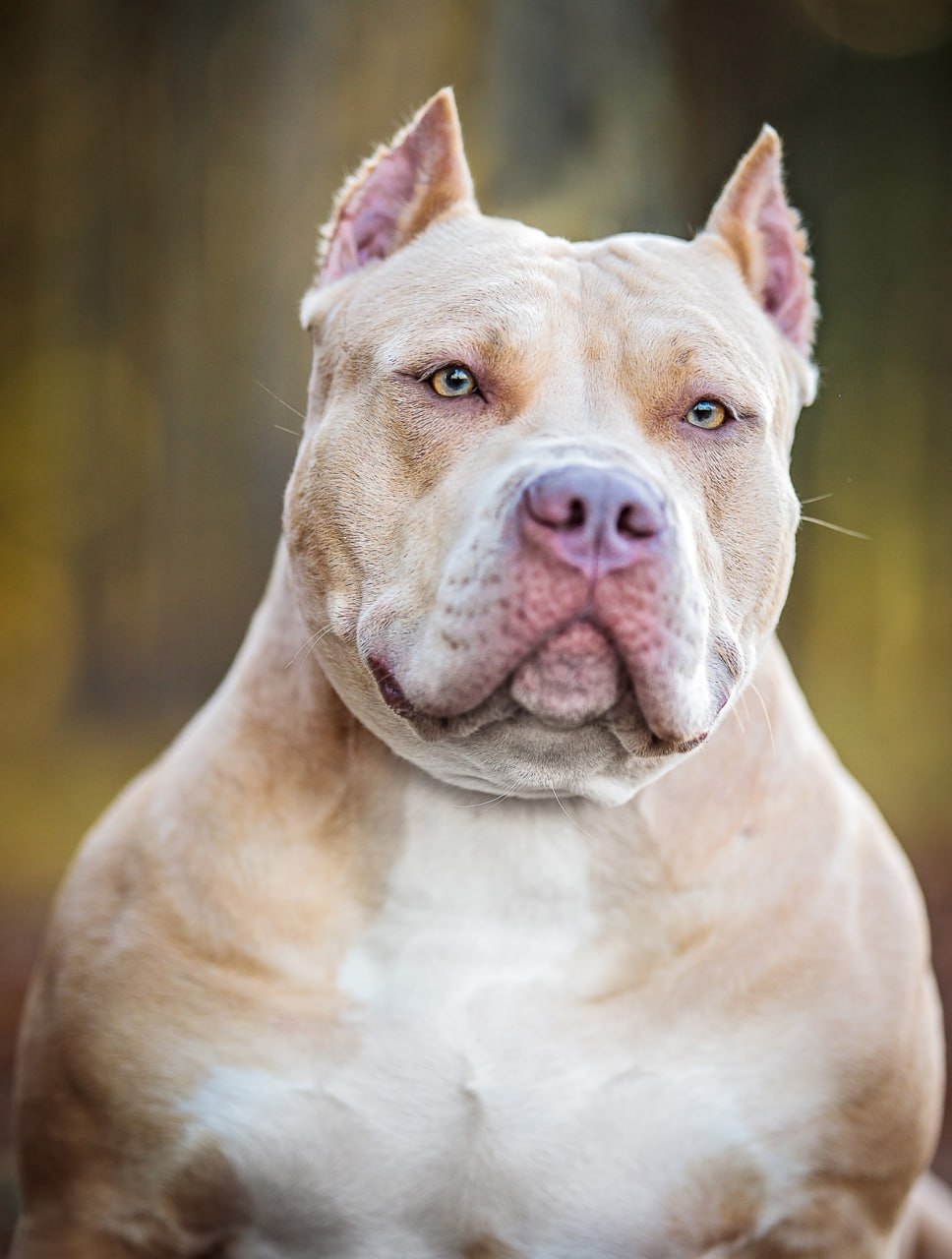 american bully