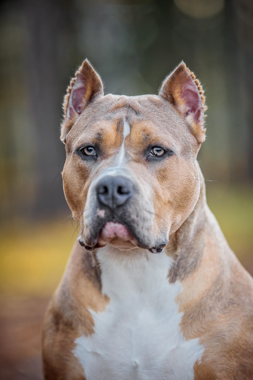 american bully