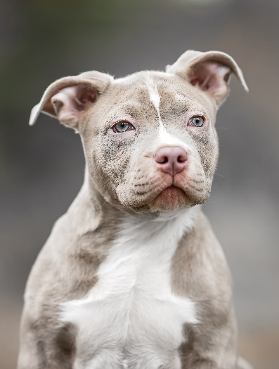 american bully