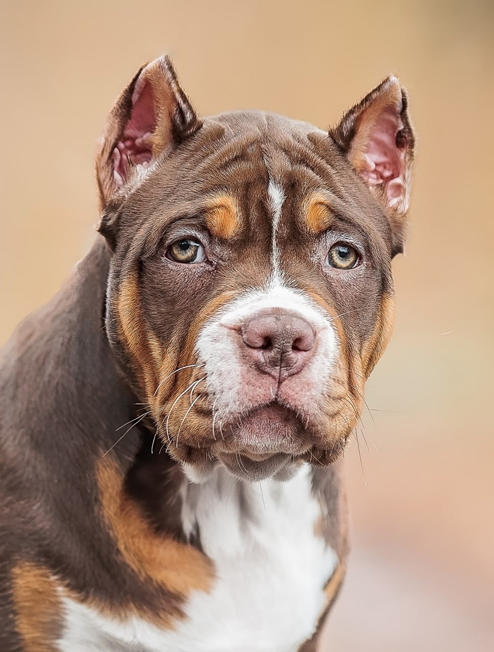 american bully